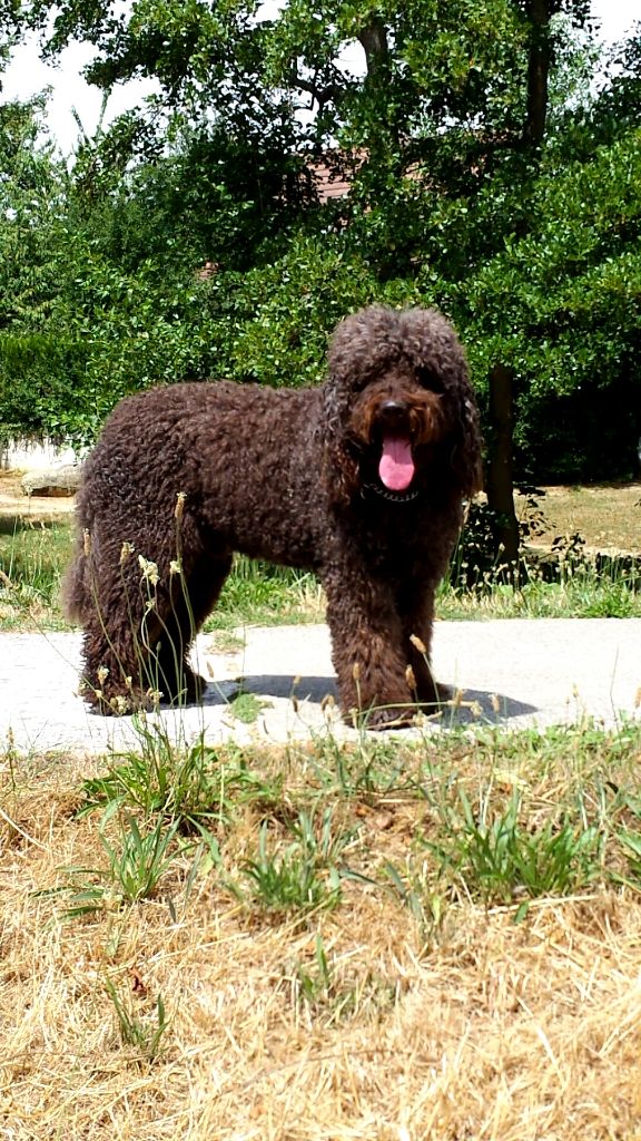 CH. Fri-yell de la perte aux loups